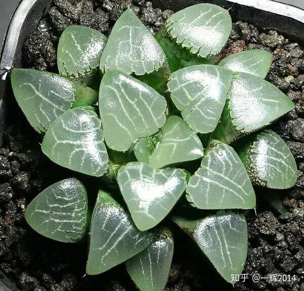 纹路多变的贝叶寿