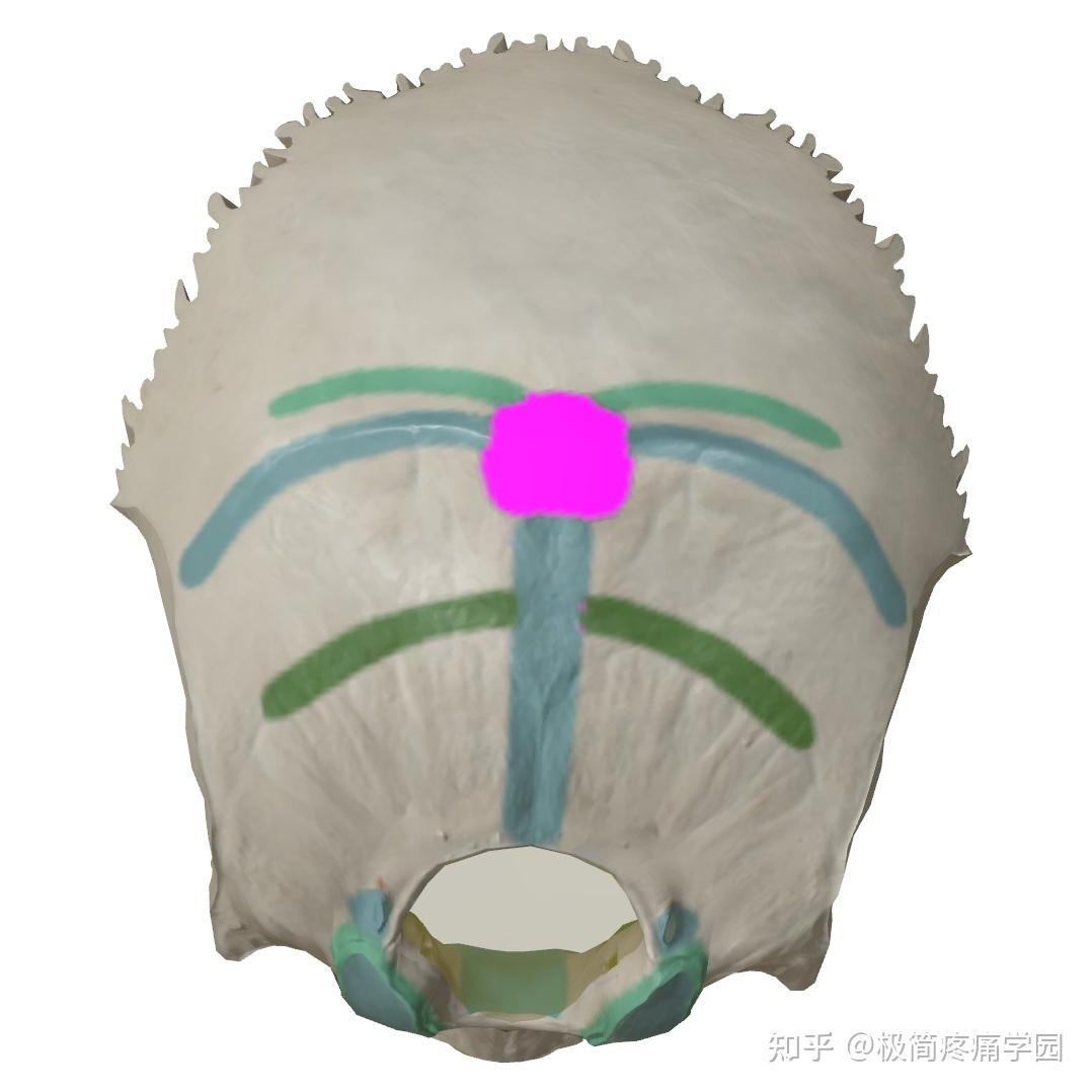 【每周一骨】枕骨——结构名称，面部徒手整形师要知道的知识！ - 知乎