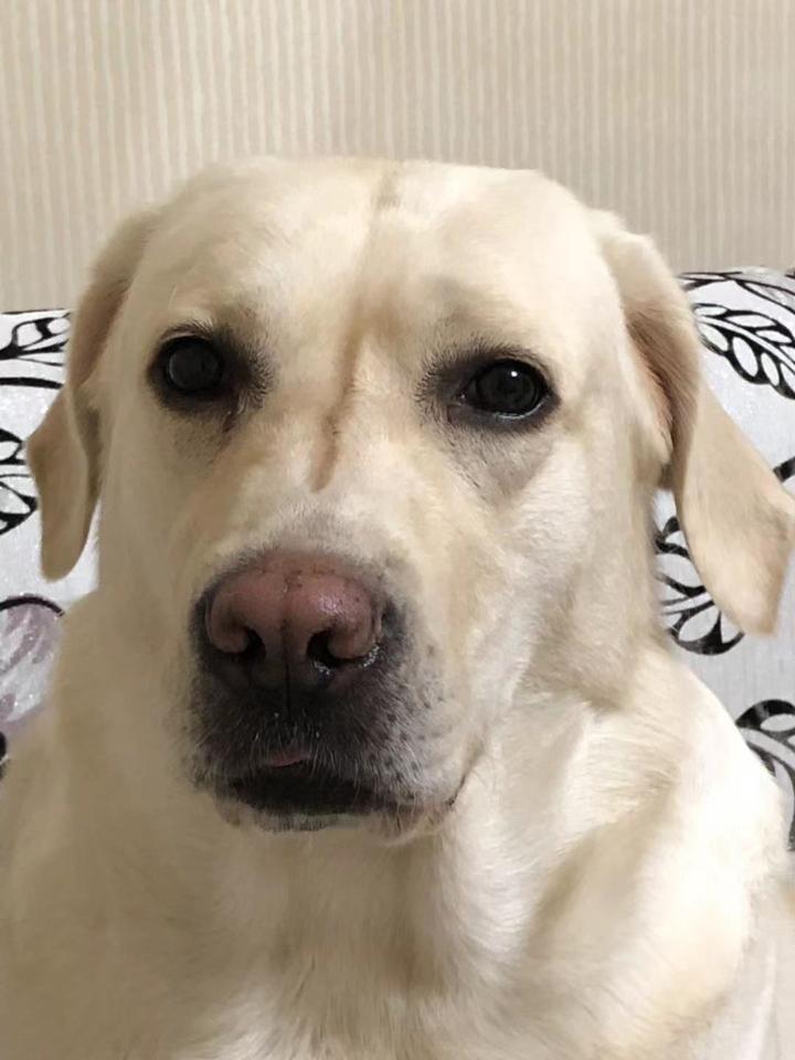 torch.nn.Parameter()函数 知乎