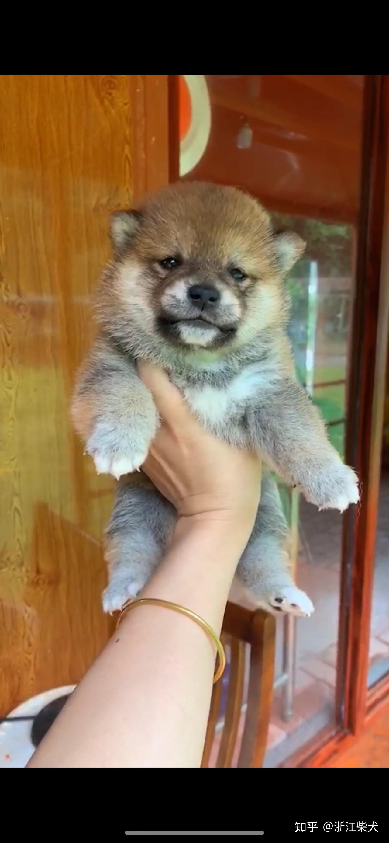 小柴君卖的柴犬怎么样 很多人说是假的 用土狗冒充柴犬是真的吗?