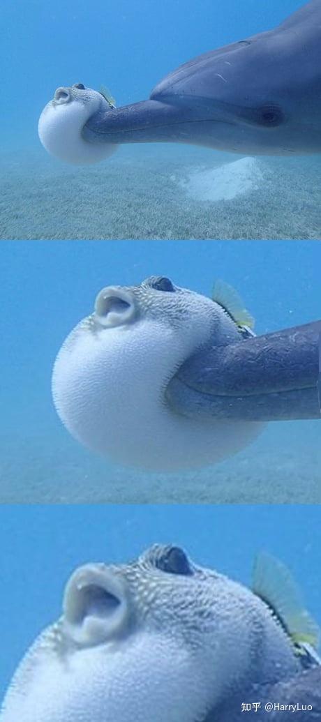 河鲀河豚是怎么充气膨胀的哪里来的气