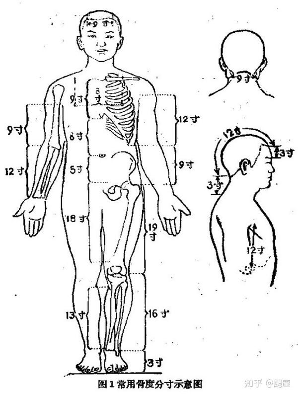 骨度分寸歌·骨度法口诀 知乎