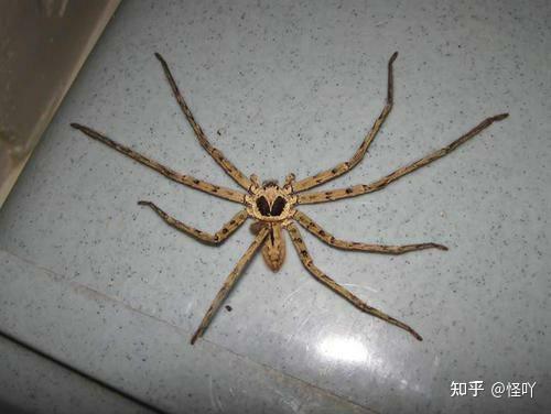 求问这是什么蜘蛛啊?在四川成都! - 知乎