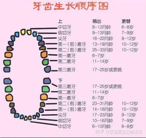 六龄牙是第几颗牙图片