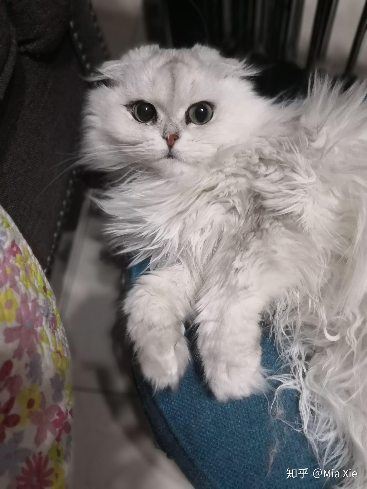 长毛的猫咪喜欢的人多吗?