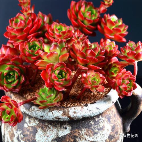 多肉植物 アエオニウム ❤️小葉香炉皿法師缀化❤️23cm!拔き苗！3年生老桩 多肉植物 アエオニウム ❤️小葉香炉皿法師缀化❤️23cm!拔き苗！3