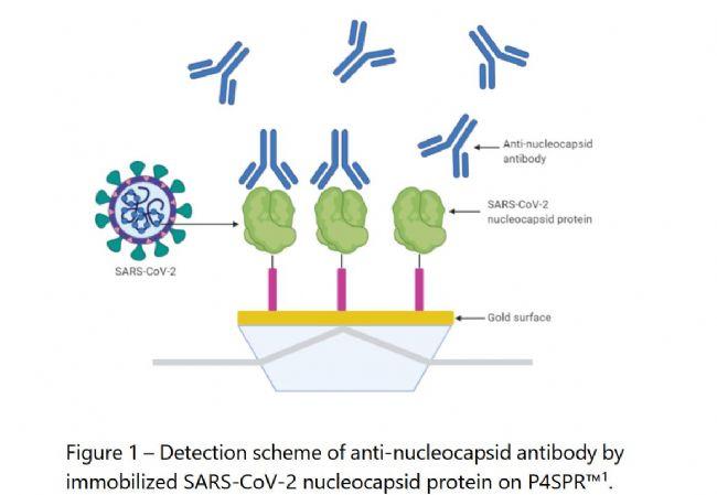 Affinité的P4SPR仪器快速检测抗体活性 - 知乎