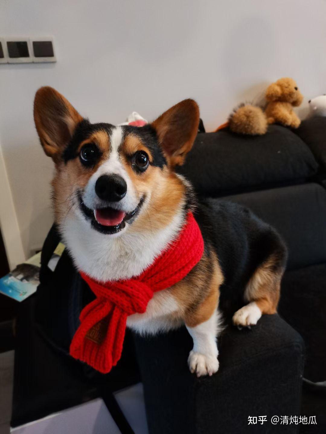 是不是很少看到三色黑色背的柯基这只如何