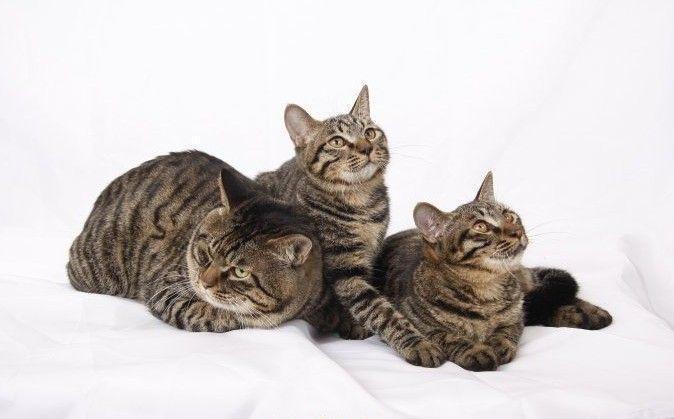 每天带你了解一种猫 狸花猫 知乎 每天带你了解一种猫 狸花猫 知乎