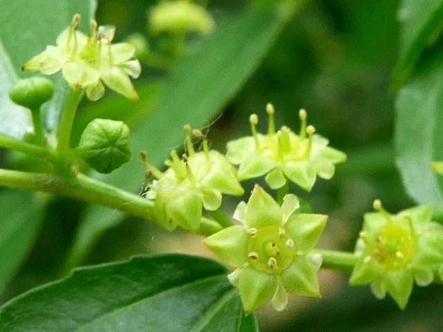 为什么自然界不常见绿色的花？ - 知乎