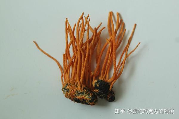 蛹蟲草是什麼它與冬蟲夏草的區別又是什麼純科普非商業沒有任何安利