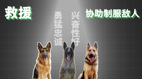 警犬的品种和筛选条件 知乎