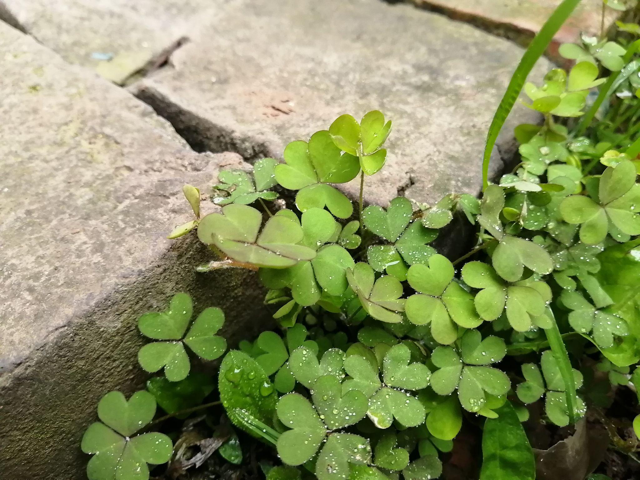 有哪些路边常见的中草药马路边花坛里公园里荒野郊区