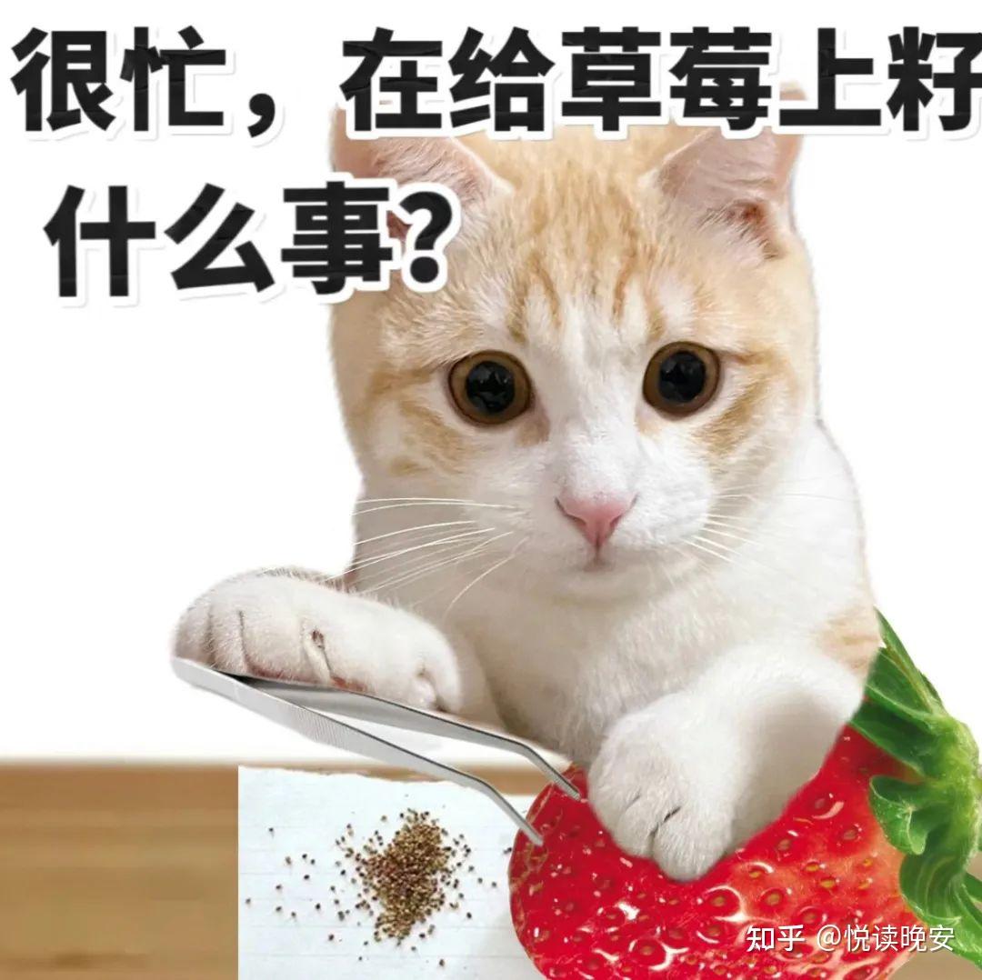 有什么好用的meme梗图和表情包搜索引擎或网站? - 知乎