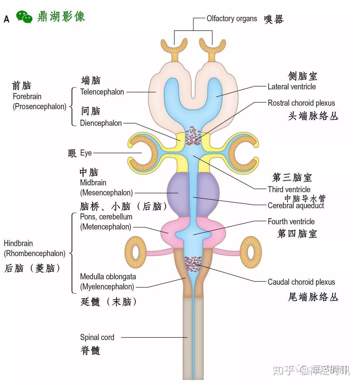 中枢神经系统 — 脑知识讲解 - 知乎