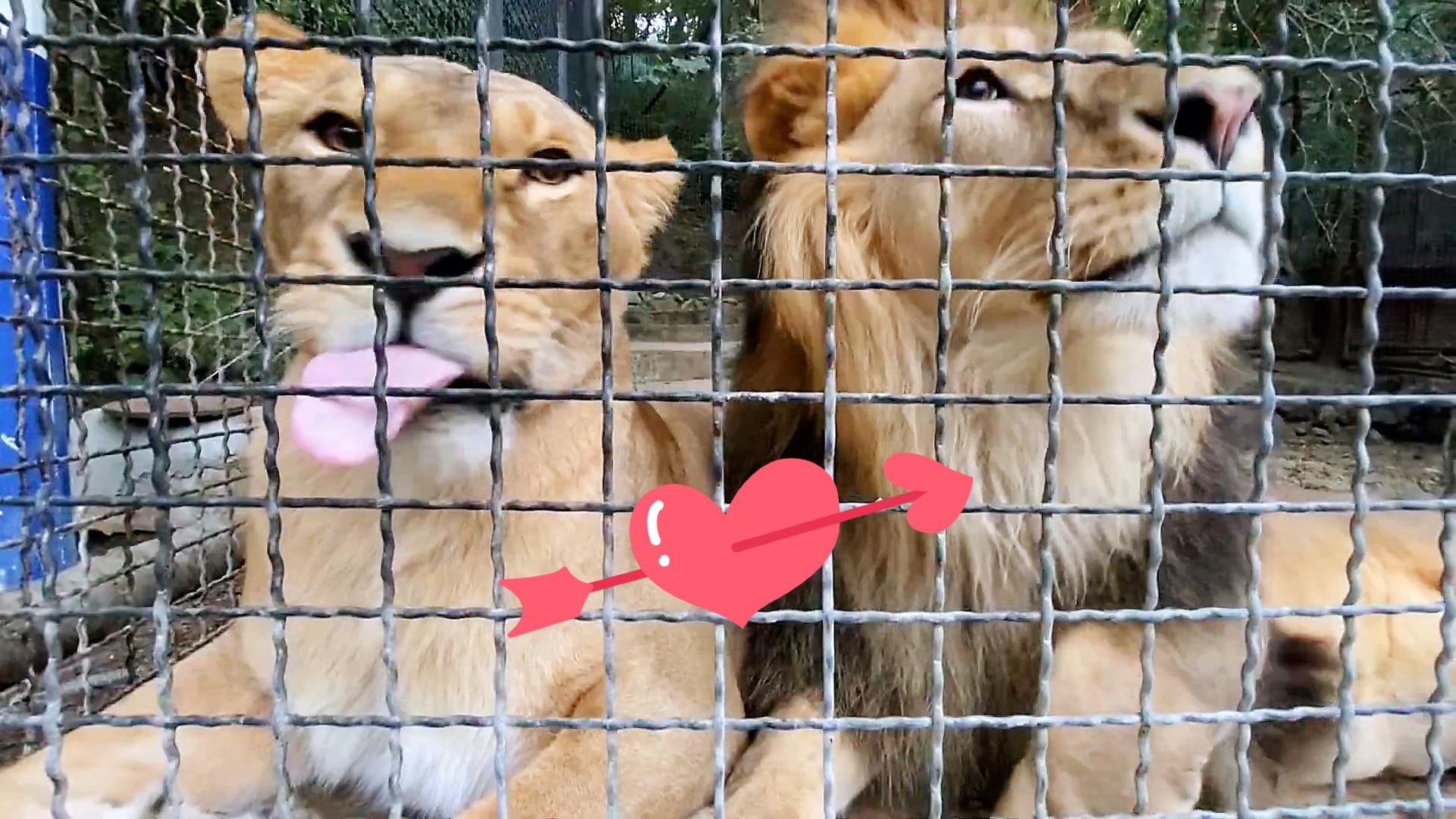 母老虎发威了,雄虎会怎么办?