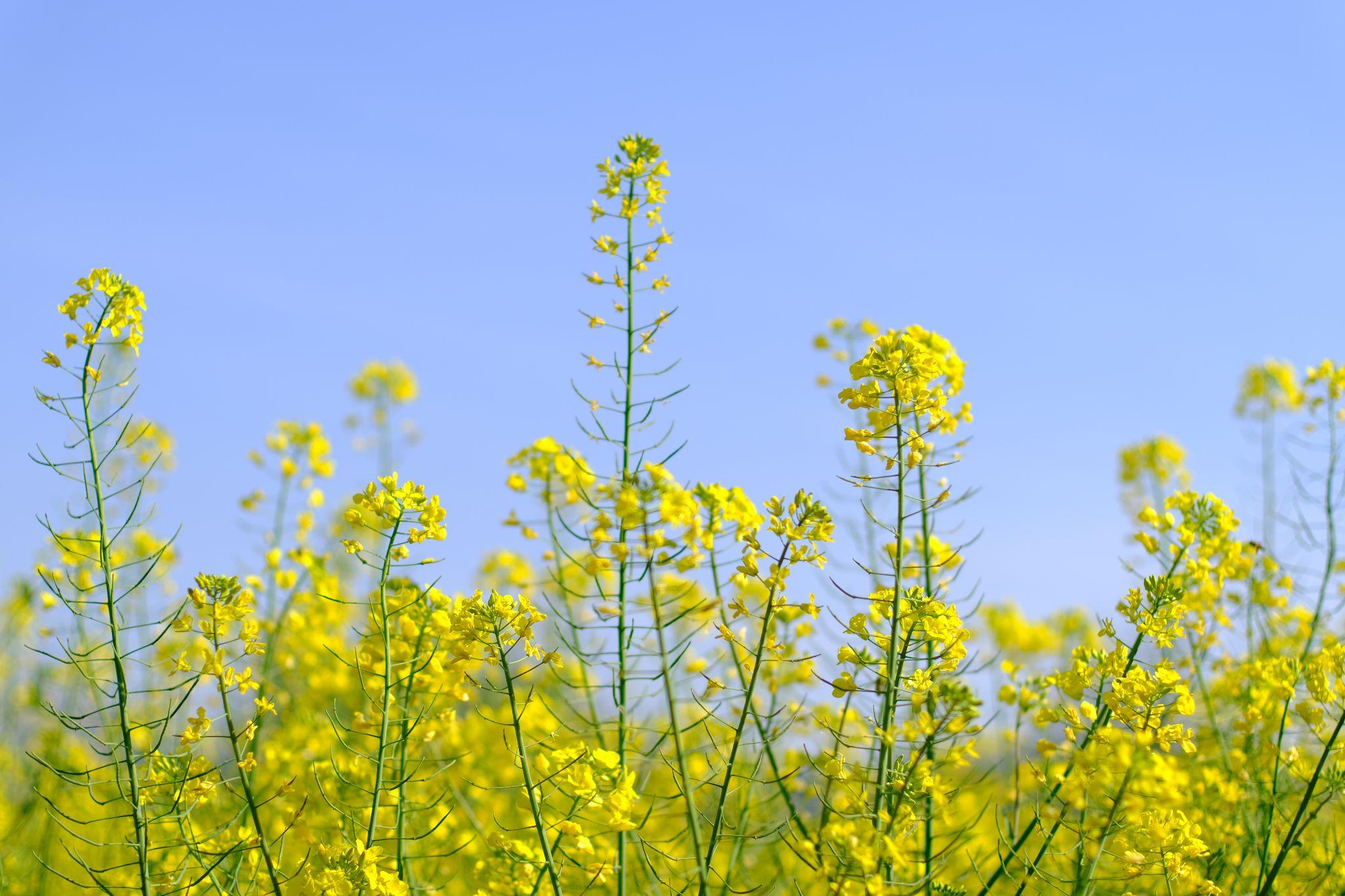 可以送给我一些春天的照片吗(标明城市呦)?