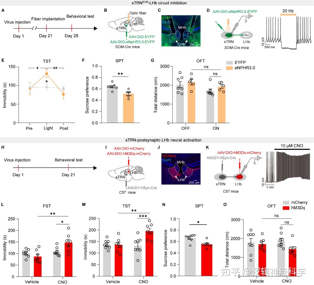 Cell Reports︱中国科学技术大学张艳/刘新峰/北京大学张瑛团队揭示慢性压力引起外侧缰核高活性致抑郁的神经机制 - 知乎