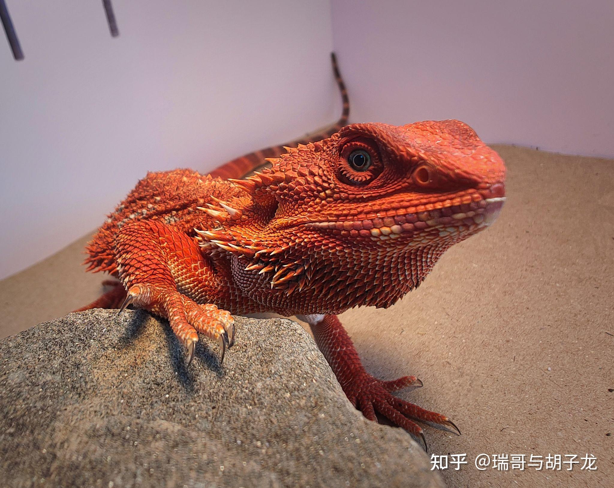 鬃狮蜥饲养教程 - 知乎