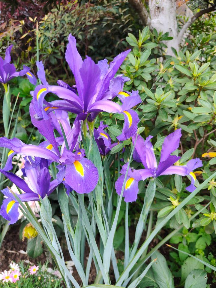 七绝 紫花鸢尾 平水韵 知乎