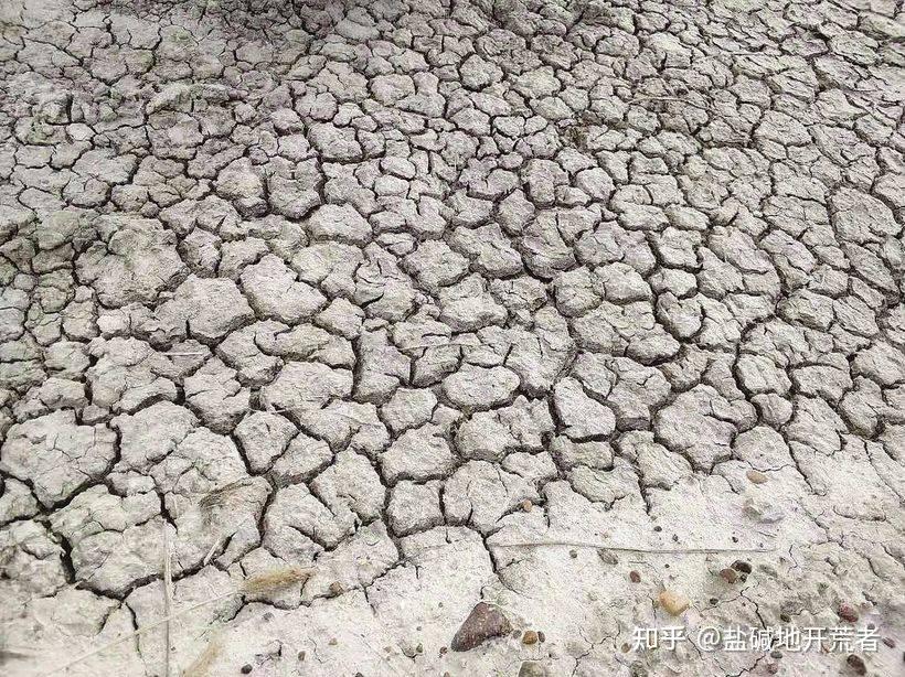 北方盐碱地适合种什么,东北盐碱地适合种什么果树,哪些植物耐盐性强? - 知乎