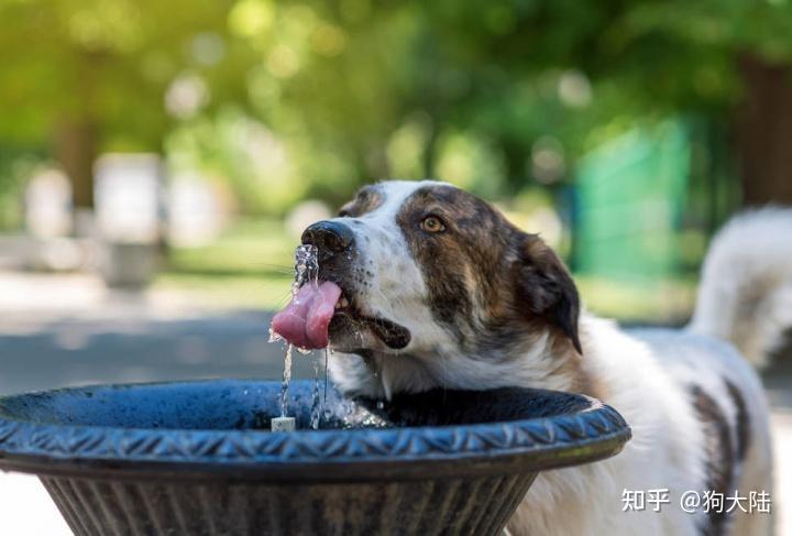 狗狗為什麼不愛喝水?