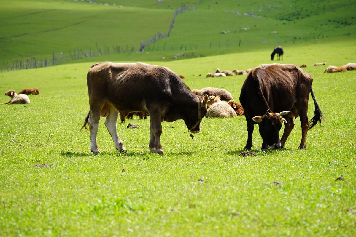 新疆褐牛草原上的珍宝
