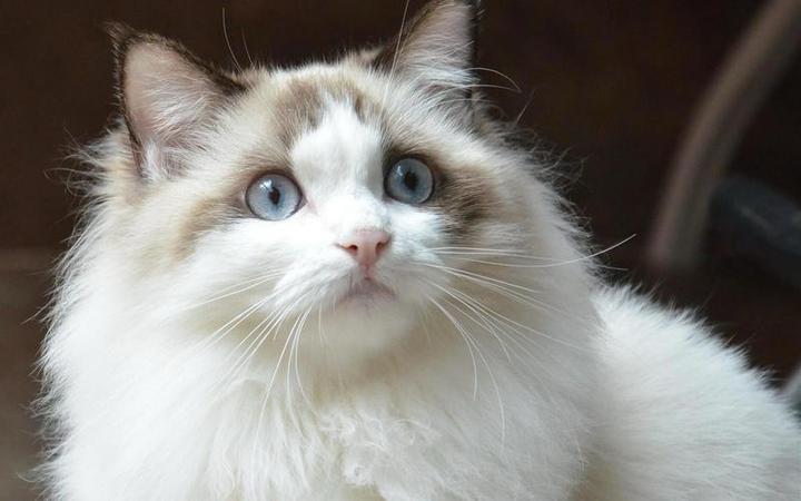 吸猫有风险 猫奴须谨慎 - 知乎
