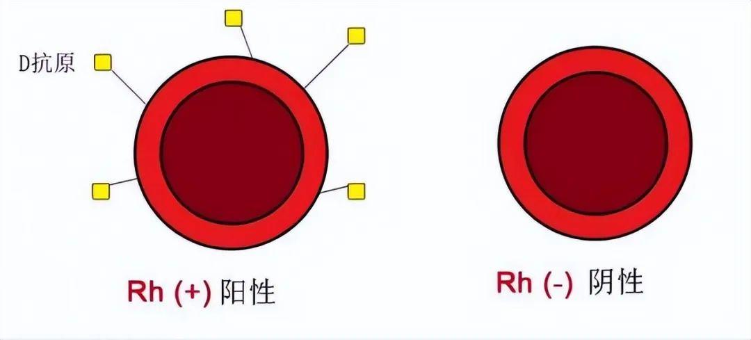 熊猫血到底有多罕见?真相揭秘! - 知乎