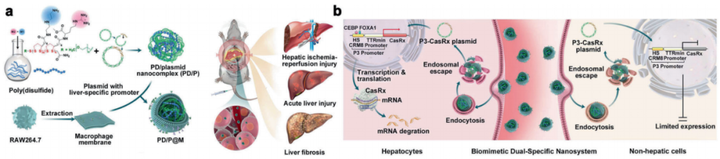 Nature子刊：双重特异性CRISPR/Cas纳米系统把控肝脏疾病精准治疗 - 知乎