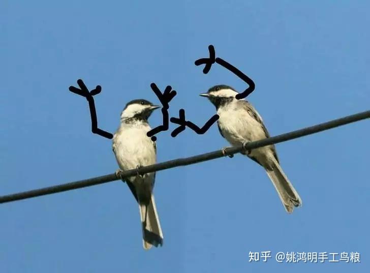 这个幽默感我给满分 姚鸿明手工高端鸟粮鸟食鸟饲料 - 知乎