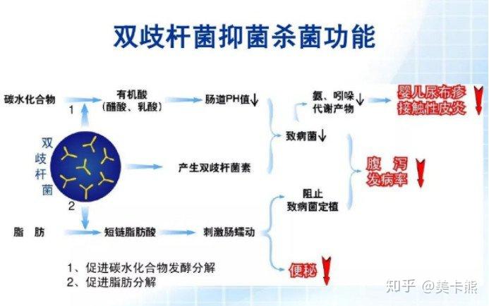 双杆菌 双歧杆菌作用图片