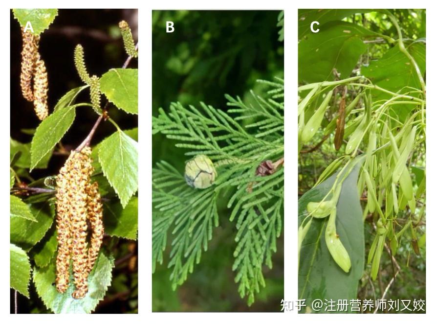北京天坛公园 3.3 万株柏树花粉爆发,圆柏花粉致过敏引热议,如何识别圆柏?春季出门该如何防护? - 知乎