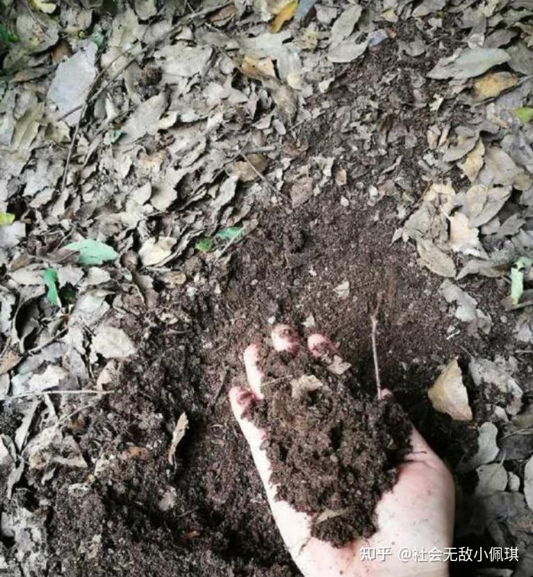 家庭种菜养花的种植土和营养土最全攻略 - 知乎