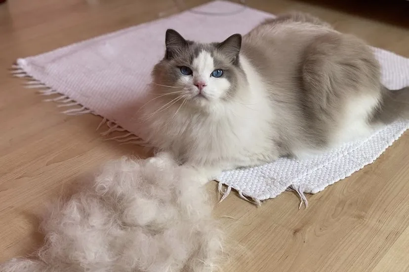 终极攻略猫咪掉毛满屋飞光梳毛肯定不够的