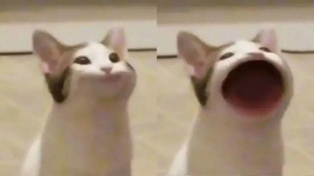 求最近比较火的pop猫的动态表情包? - 知乎