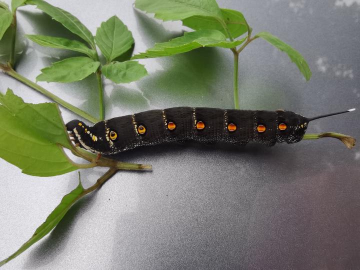 黑色大虫子是什么?芋双线天蛾