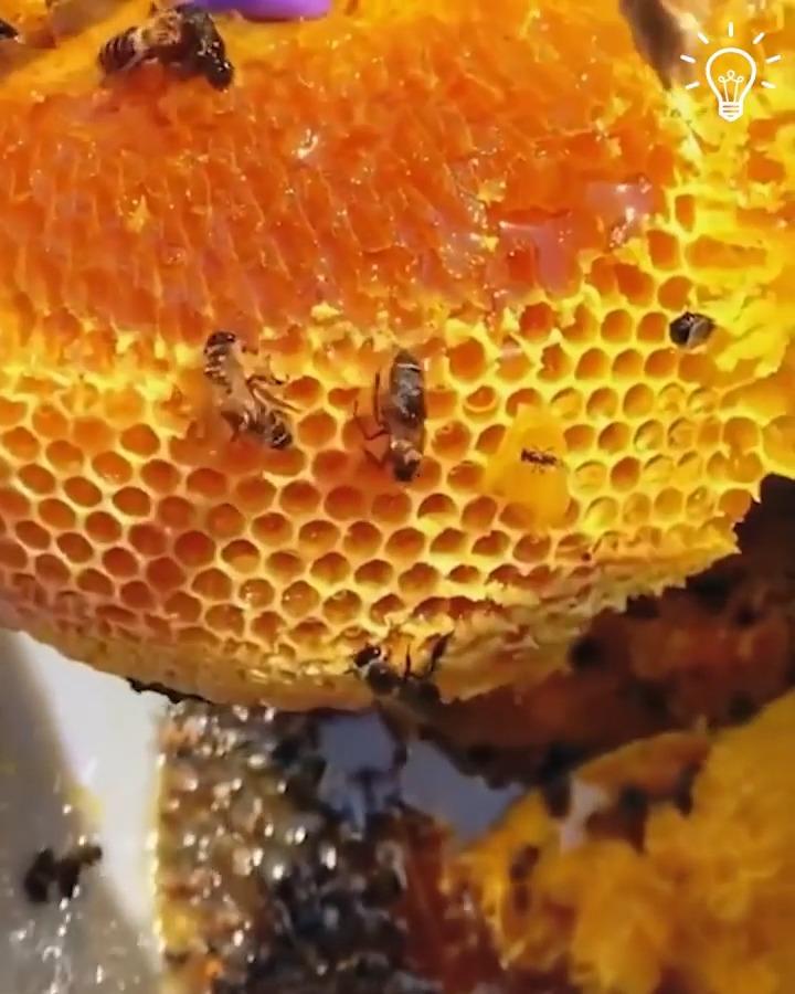 野生蜂巢的特点有哪些?