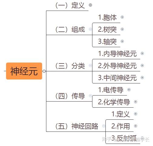 神经纤维思维导图图片