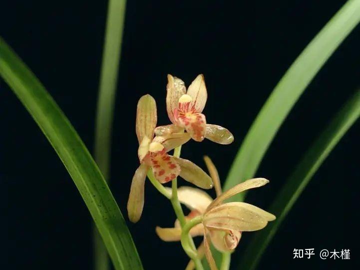兰花 - 知乎