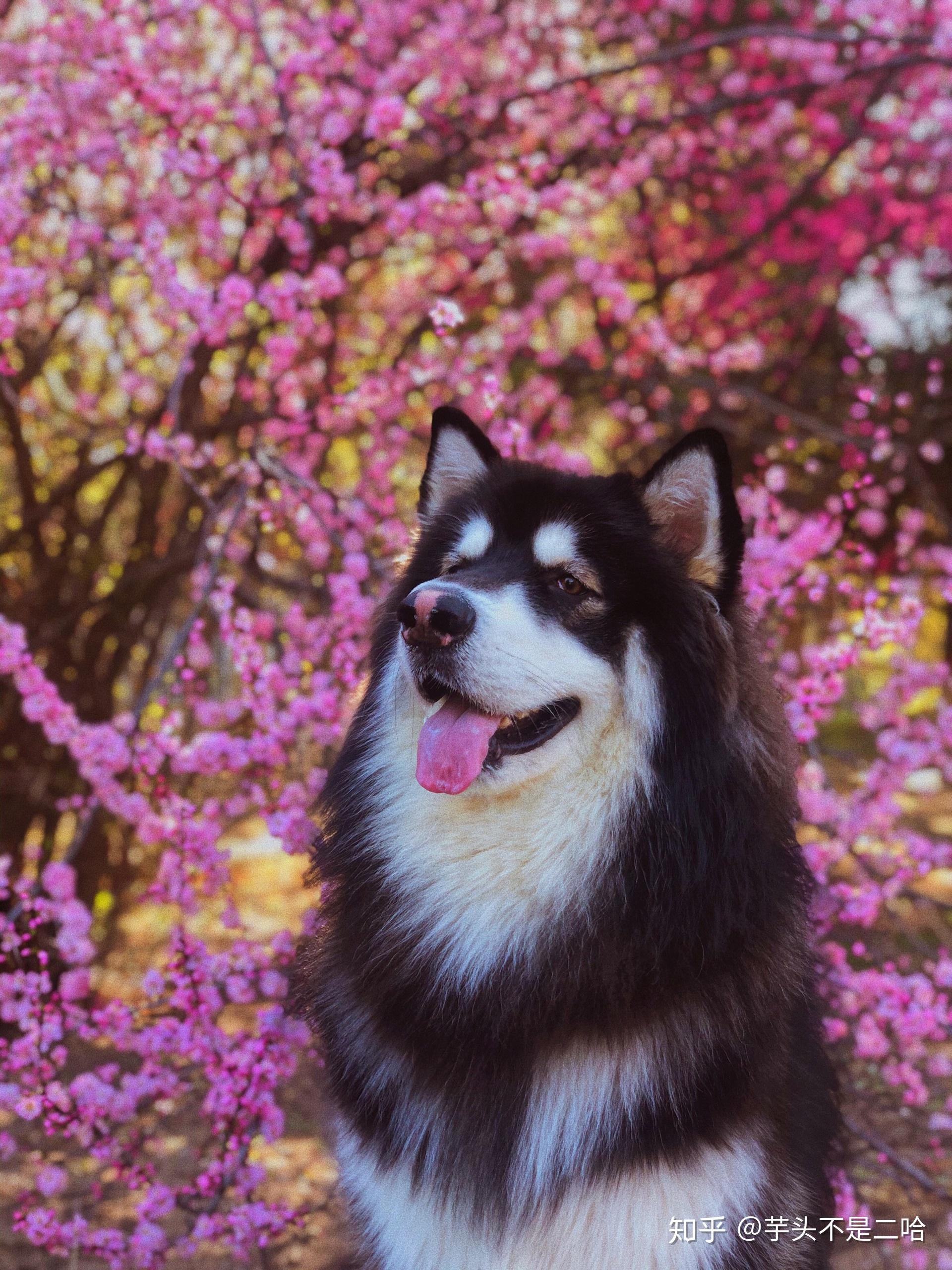 可以分享一下你喜欢的狗狗全屏手机壁纸吗