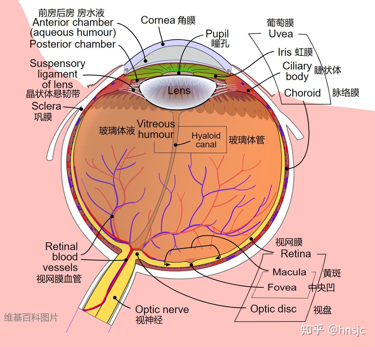 眼科医生网 >> 精美图片 >> 眼科图谱 >> 正常眼部结构