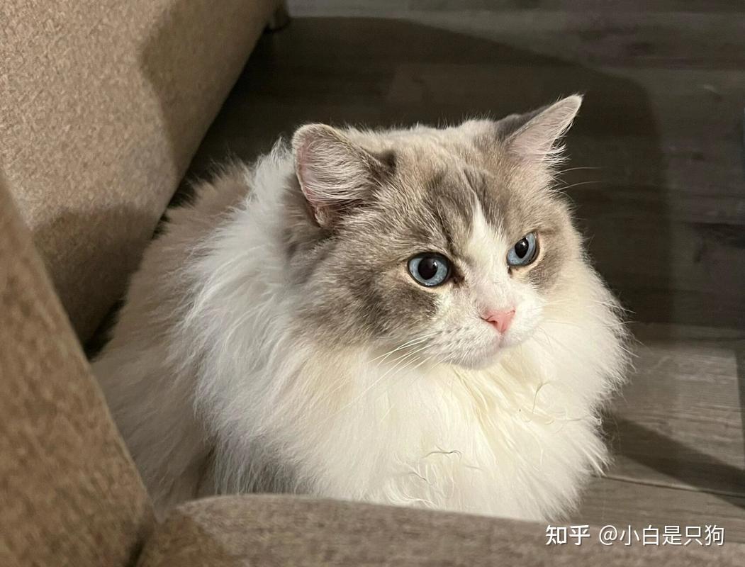 布偶猫几岁开始变老？做好这几点，能让它更长寿！ - 知乎