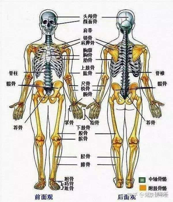 人体十一大系统图片