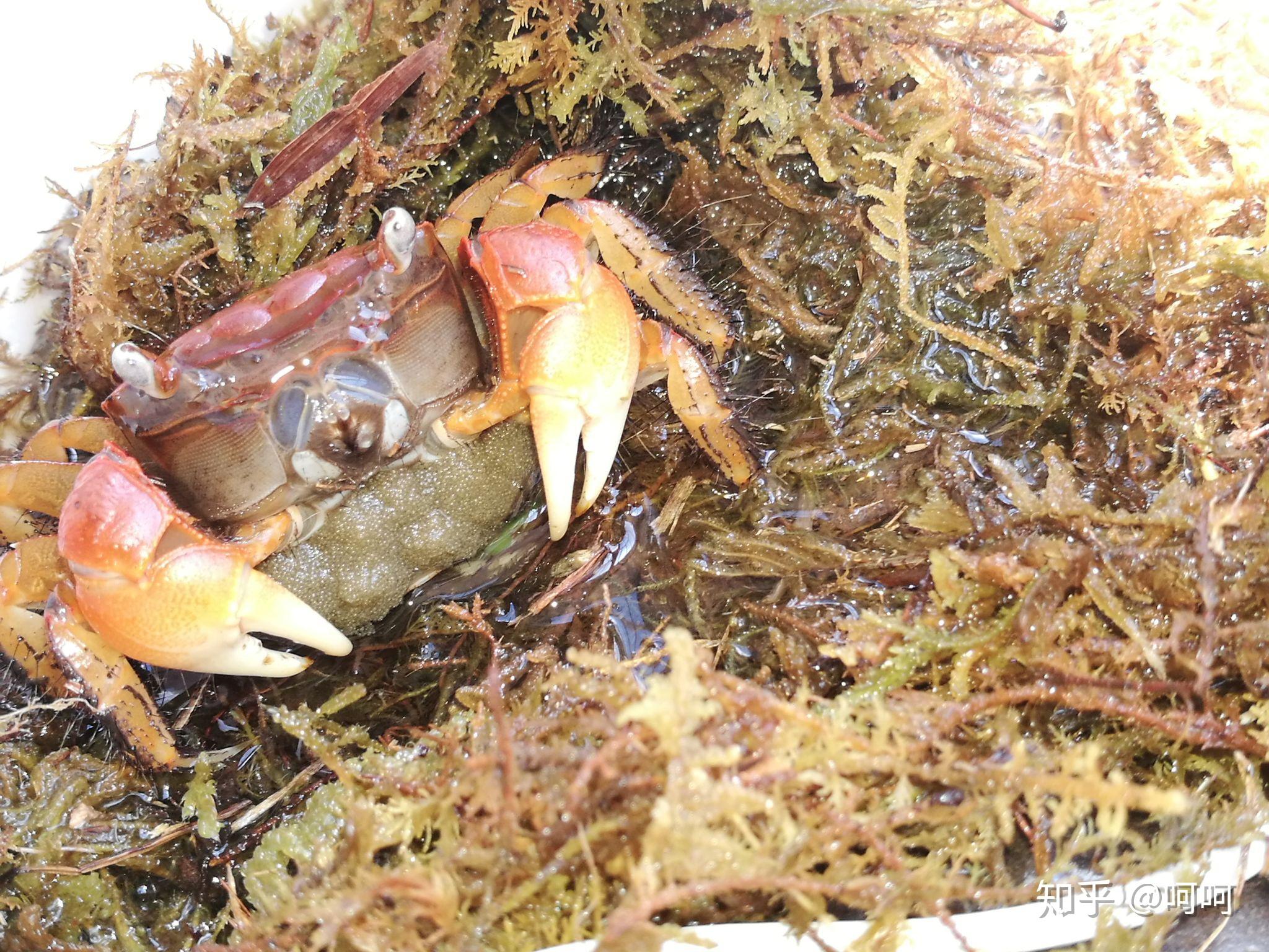 相守蟹抱卵了怎么办 急求嘤嘤嘤? - 知乎