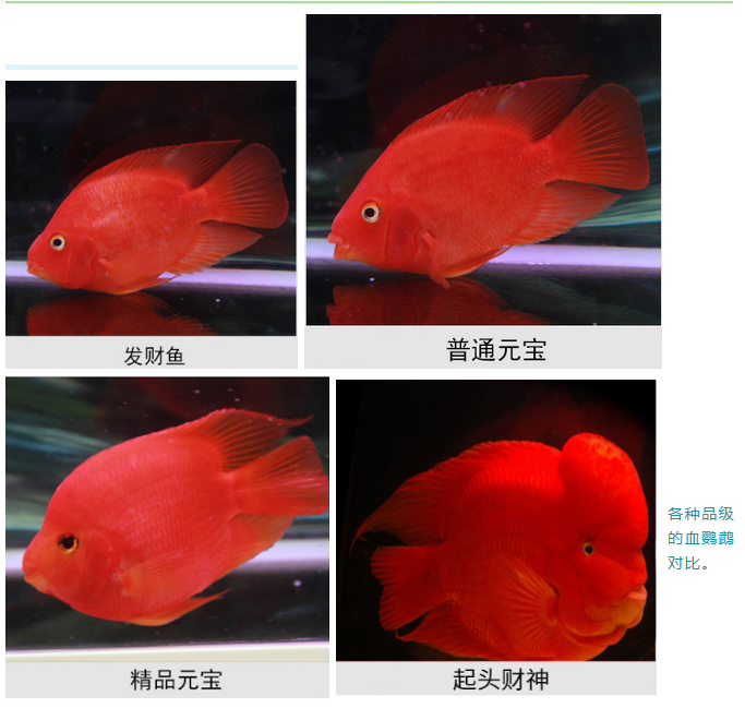 您是否正为血鹦鹉养不红而感到烦恼 戳进来 知乎 您是否正为血鹦鹉养不红而感到烦恼 戳进来 知乎