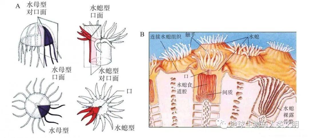 【动物界全系列】真后生动物亚界—刺胞动物门（上） - 知乎