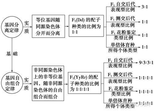 基因分離定律與自由組合定律和減數分裂中染色體行為有什麼關係呢?