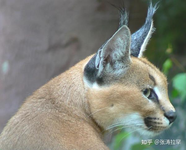 三角耳的狞猫,猛汉子的少女心 - 知乎
