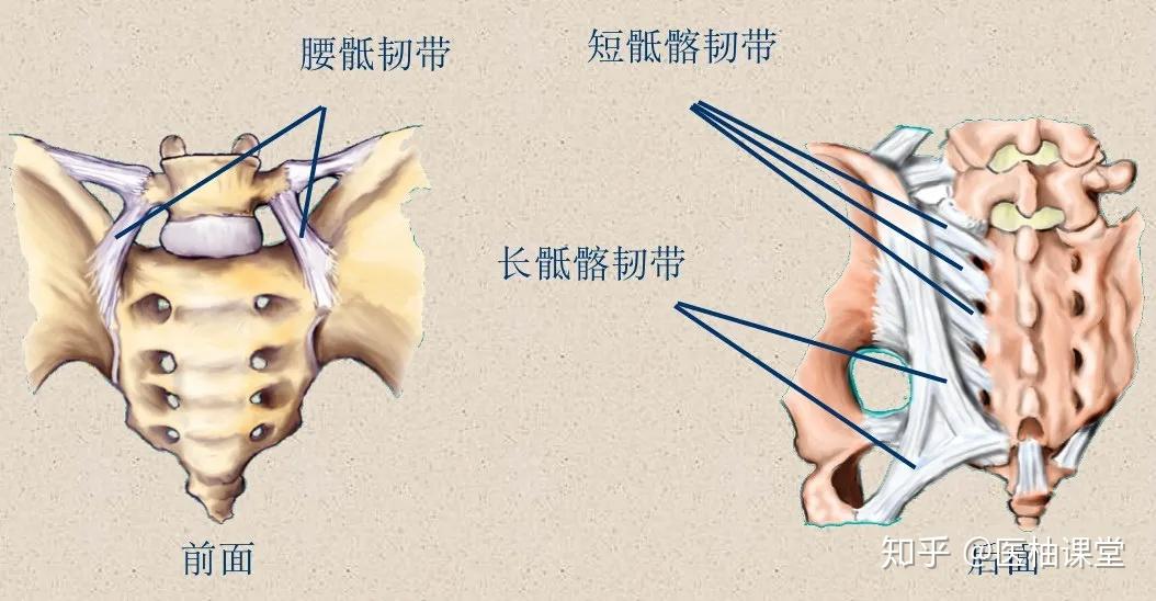 脊柱超详细解剖,高清图文版 - 知乎